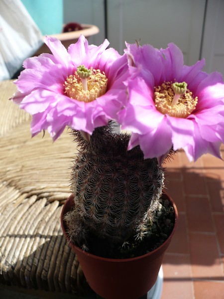 Echinocereus fitchii 