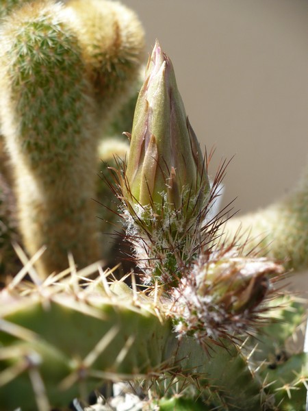 Echinocereus pentalophus 