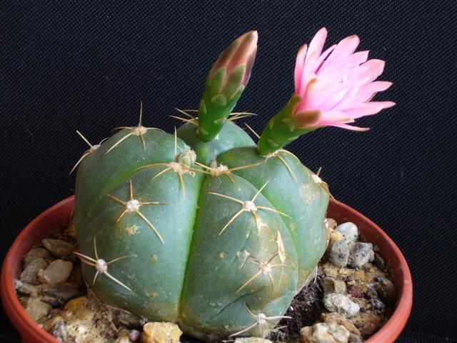 Gymnocalycium horstii ssp. buenekeri 