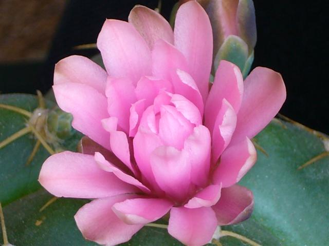 Gymnocalycium horstii ssp. buenekeri 