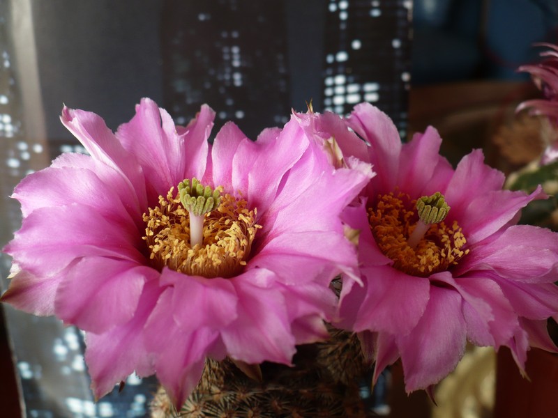 Echinocereus fitchii 