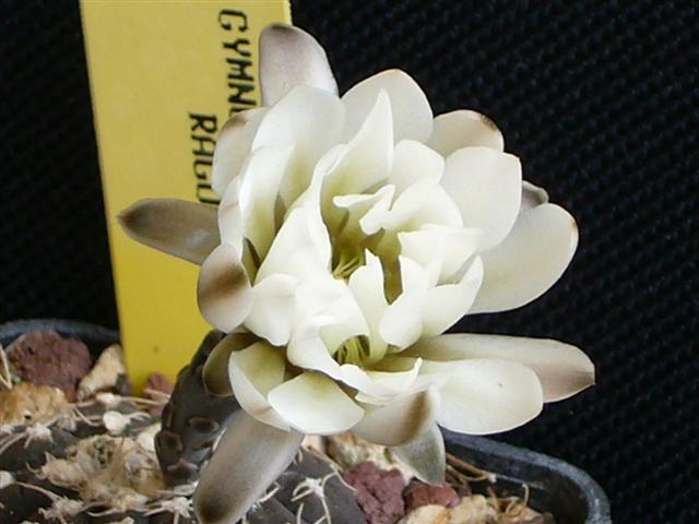 Gymnocalycium ragonesei 