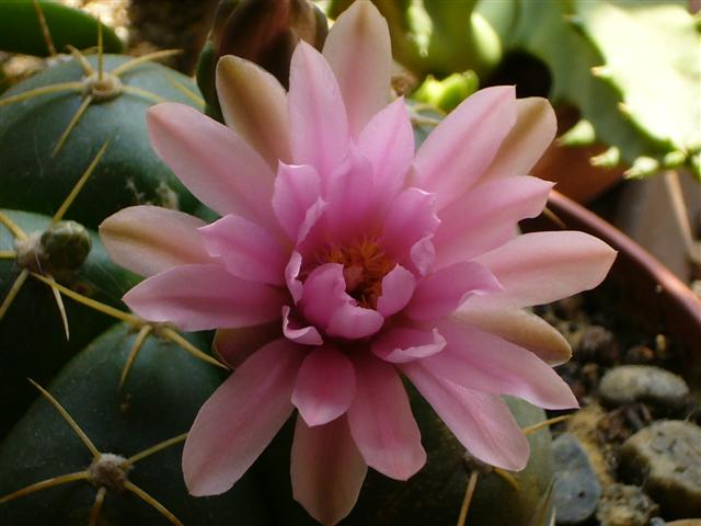 Gymnocalycium horstii ssp. buenekeri 