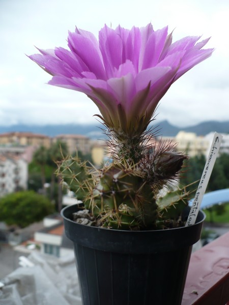 Echinocereus pentalophus 