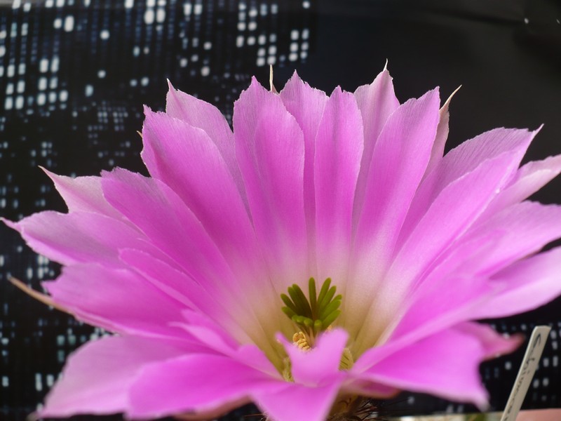 Echinocereus pentalophus 