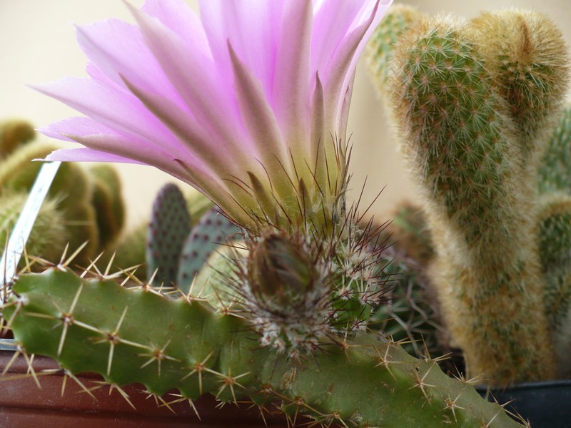 Echinocereus pentalophus 