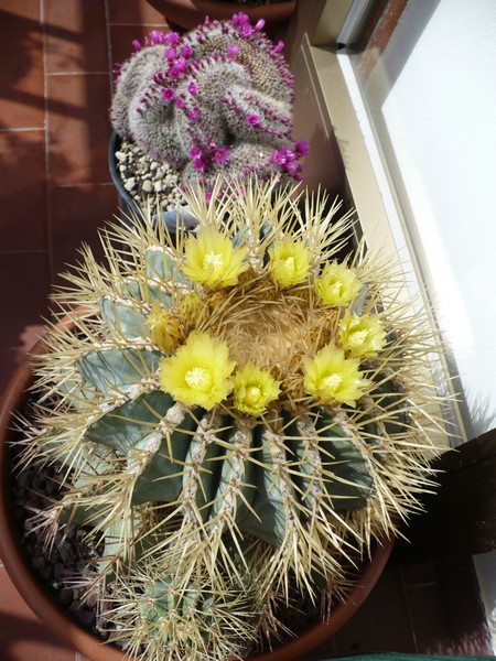 Ferocactus glaucescens 