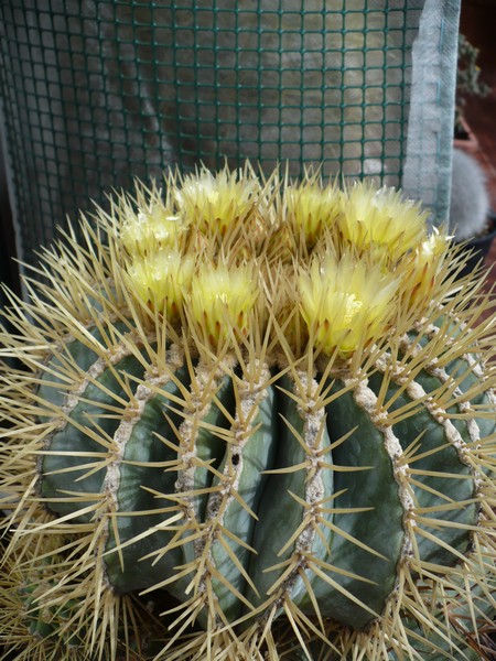 Ferocactus glaucescens 