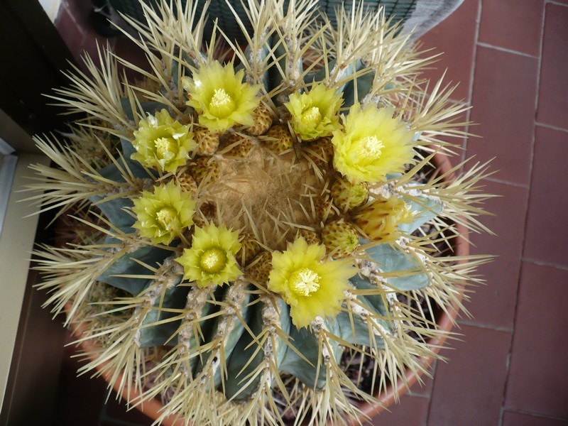 Ferocactus glaucescens 