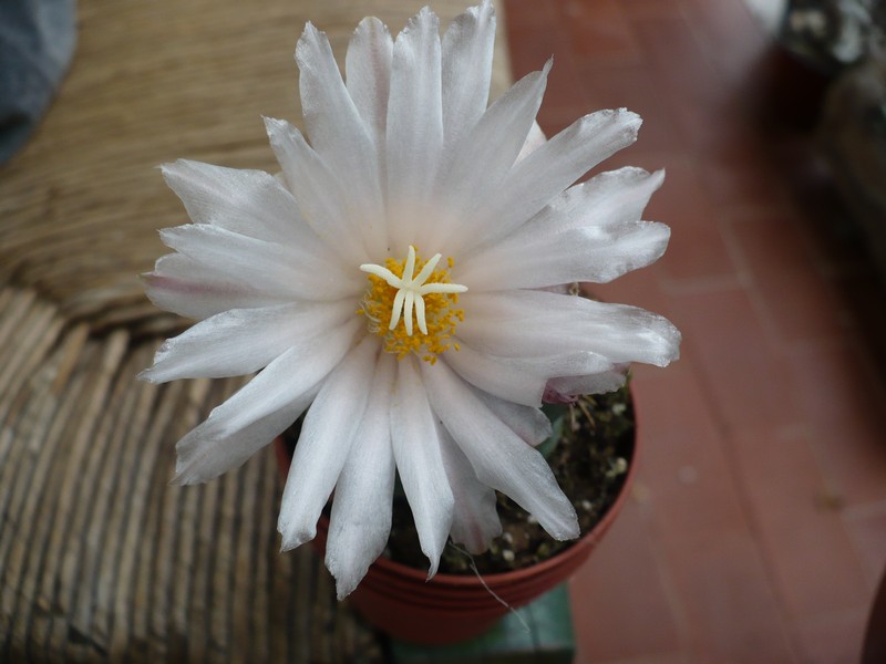 Thelocactus hexaedrophorus v. lloydii 