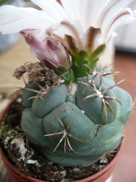 Thelocactus hexaedrophorus v. lloydii 