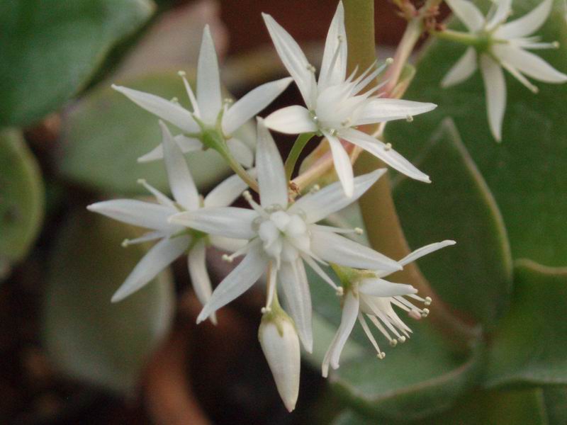Crassula lactea 