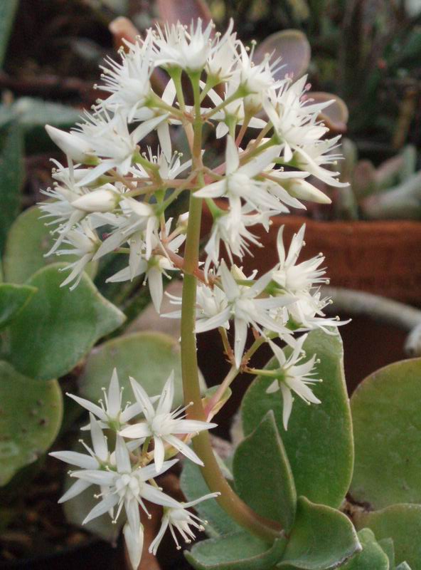 Crassula lactea 
