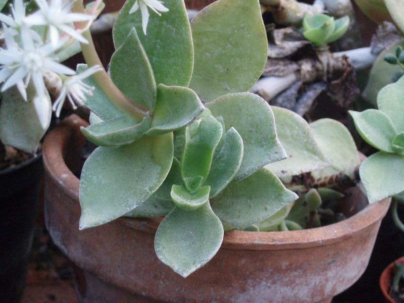 Crassula lactea 