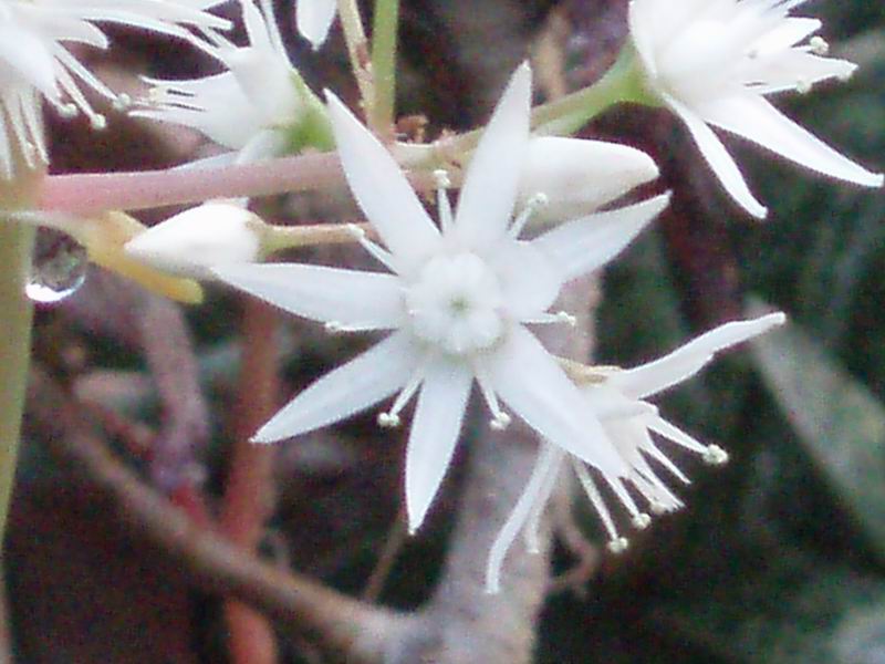 Crassula lactea 