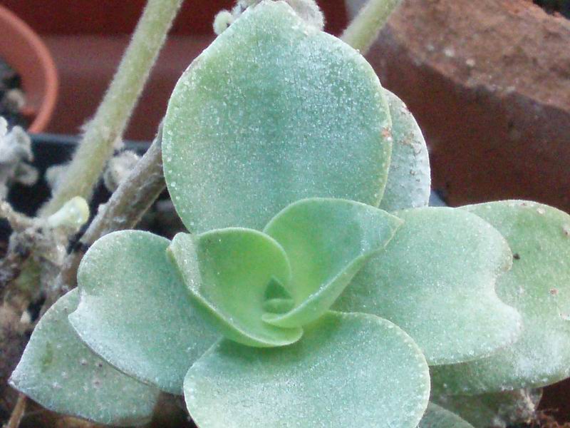 Crassula lactea 