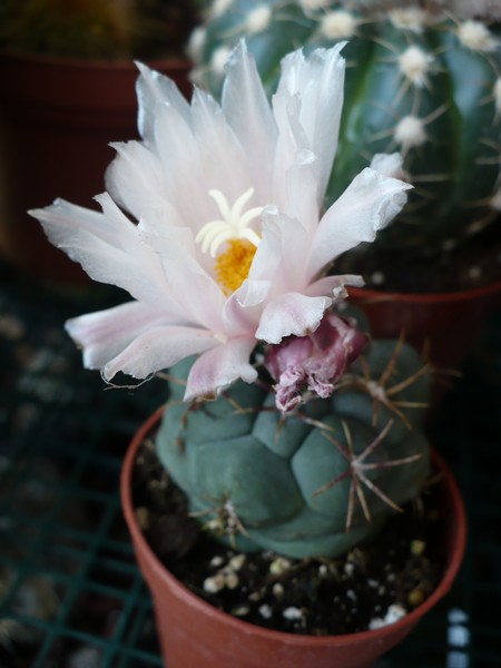 Thelocactus hexaedrophorus v. lloydii 