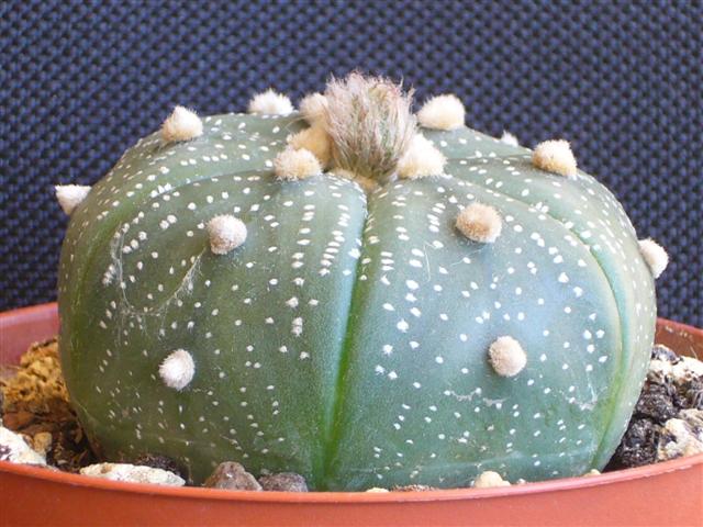 Astrophytum asterias 