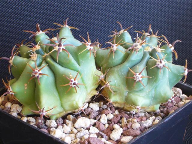 Ferocactus horridus f. brevispinus 