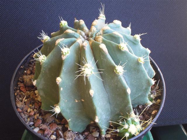 Ferocactus  