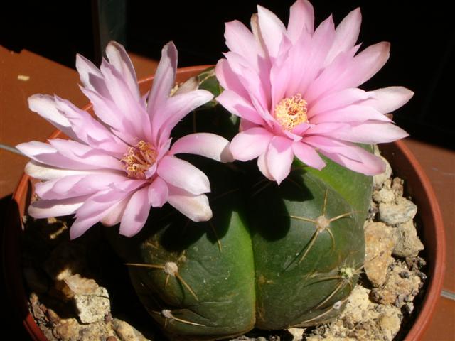 Gymnocalycium horstii ssp. buenekeri 