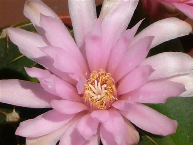 Gymnocalycium horstii ssp. buenekeri 