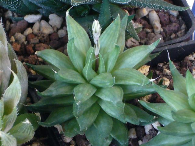 Haworthia batesiana 