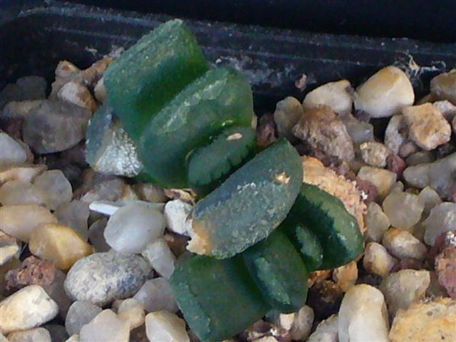 Haworthia truncata 