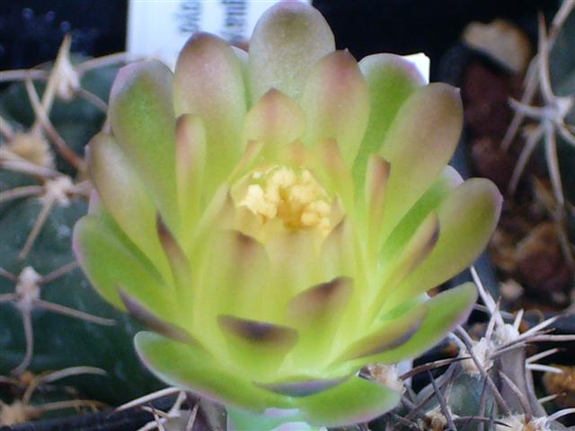 Gymnocalycium friedrichii L 373