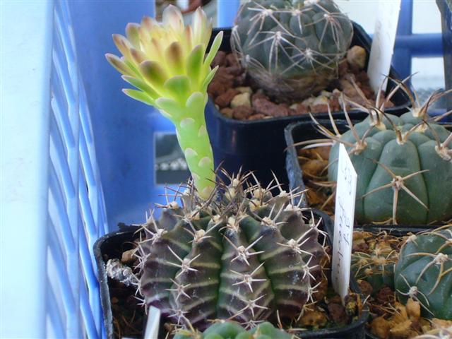 Gymnocalycium friedrichii L 373