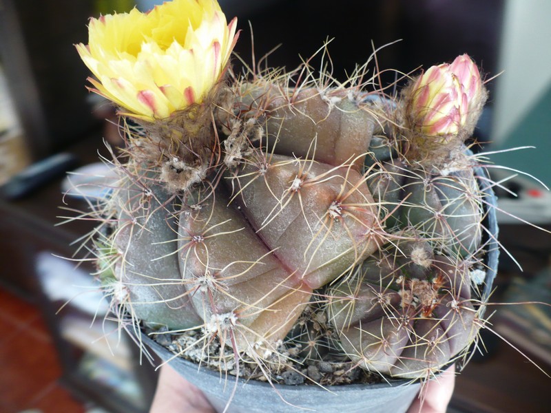Notocactus oxycostatus v. schuldtii 