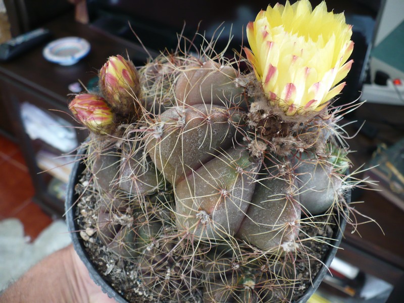 Notocactus oxycostatus v. schuldtii 