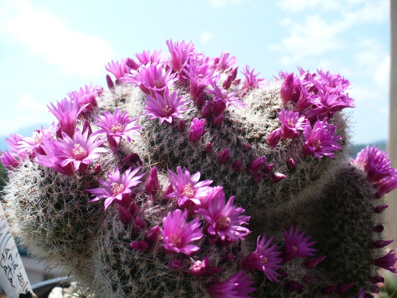 Mammillaria zeilmanniana f. cristata 