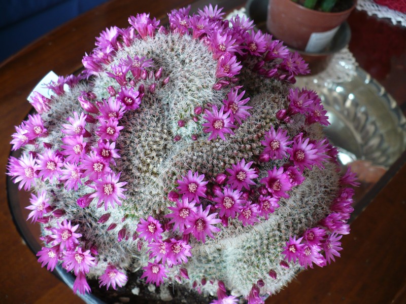 Mammillaria zeilmanniana f. cristata 