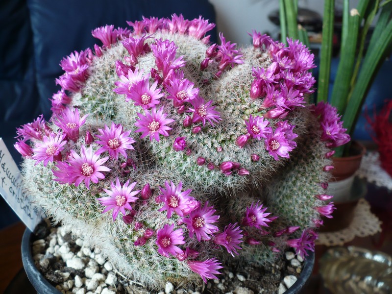 Mammillaria zeilmanniana f. cristata 