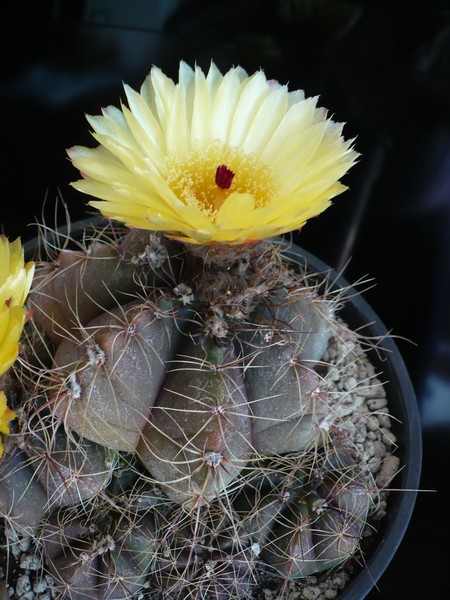Notocactus oxycostatus v. schuldtii 