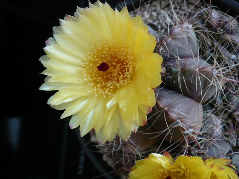 Notocactus oxycostatus v. schuldtii 