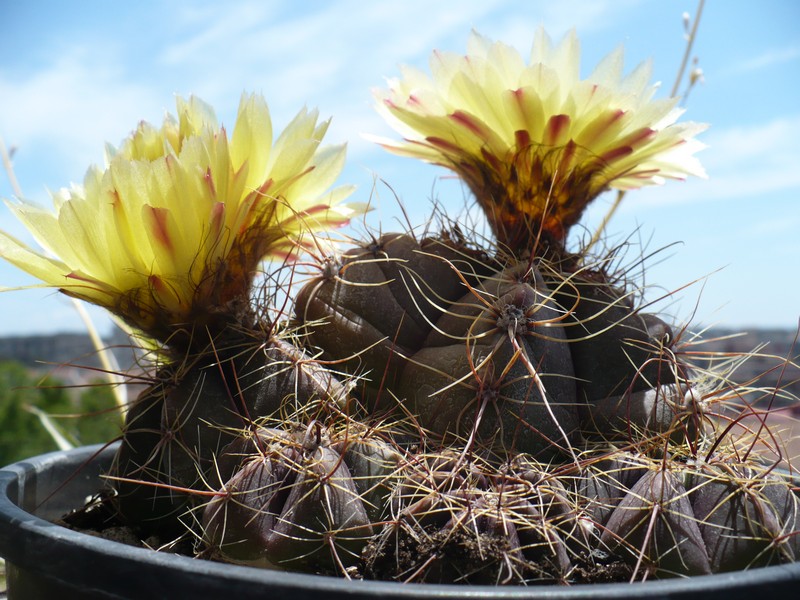 Notocactus oxycostatus v. schuldtii 