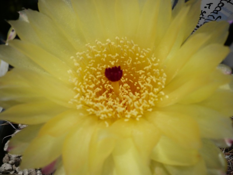 Notocactus oxycostatus v. schuldtii 