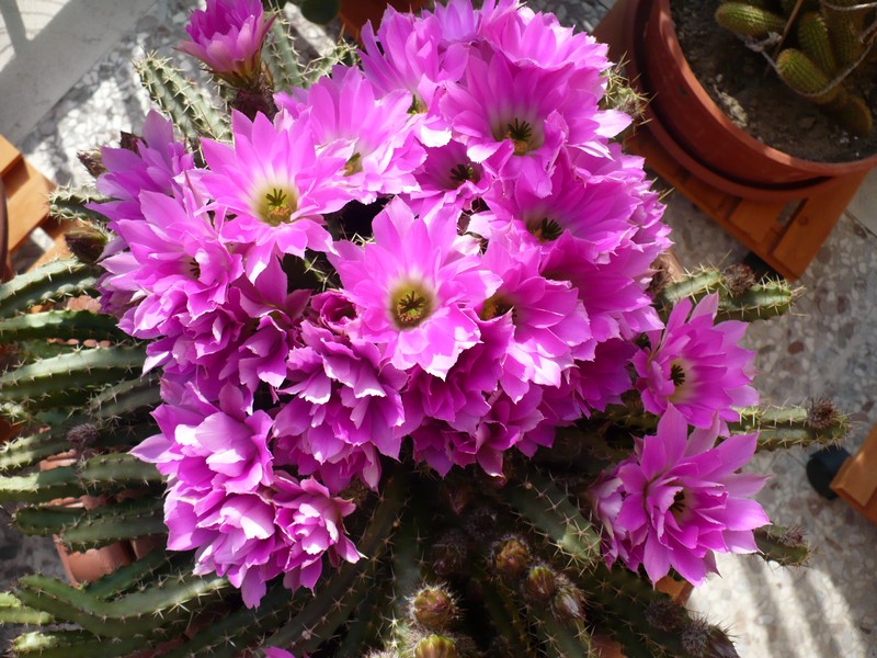 Echinocereus pentalophus 