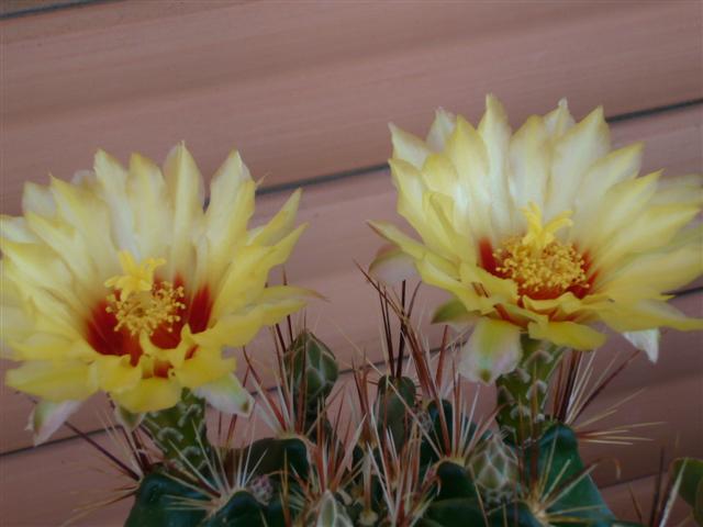 Thelocactus setispinus 