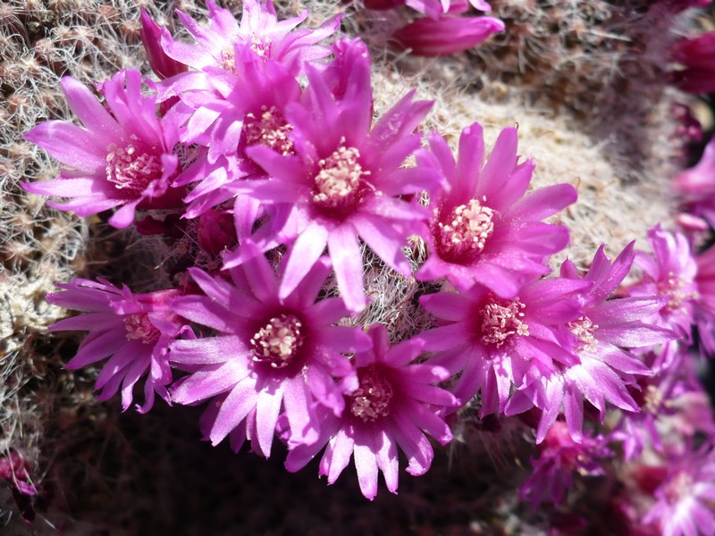 Mammillaria zeilmanniana f. cristata 