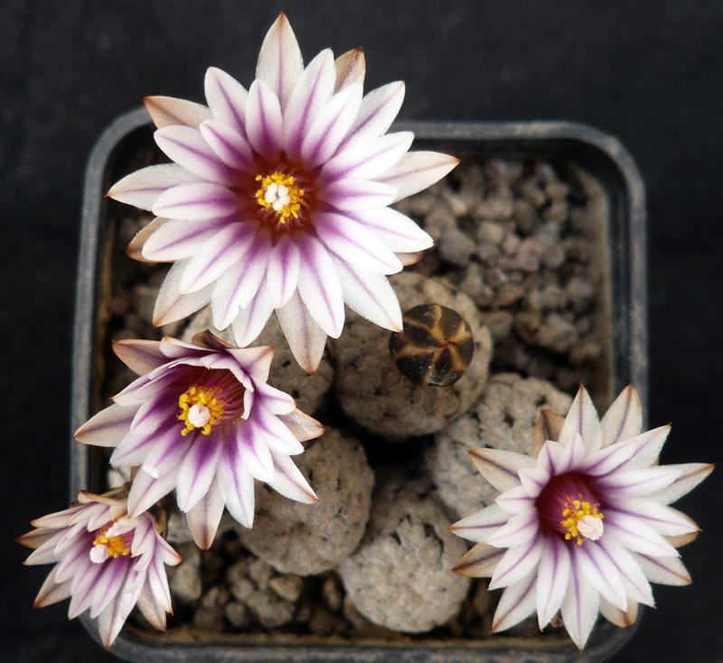 Turbinicarpus valdezianus 