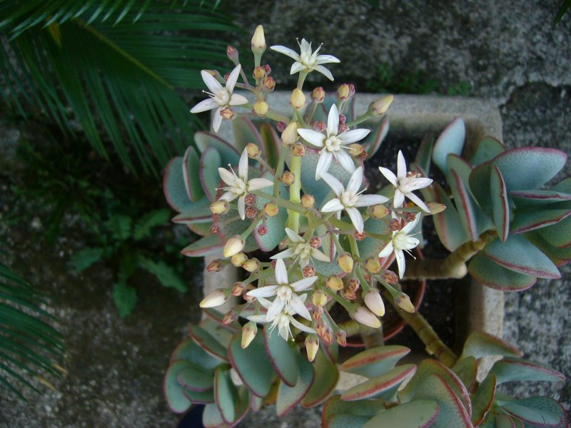 Crassula arborescens 