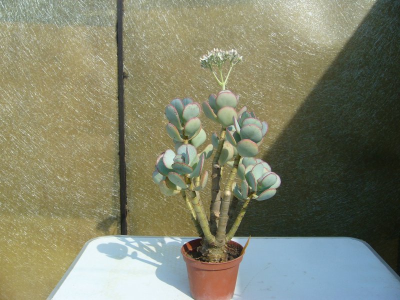 crassula arborescens