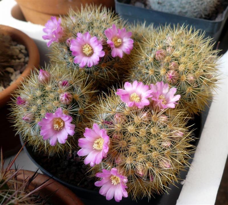 Mammillaria laui ssp. subducta 