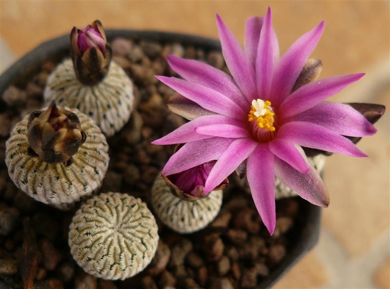 Turbinicarpus pseudopectinatus ssp. jarmilae 