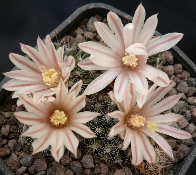 Mammillaria coahuilensis MZ 376