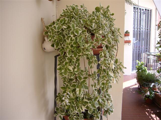 Plectranthus  