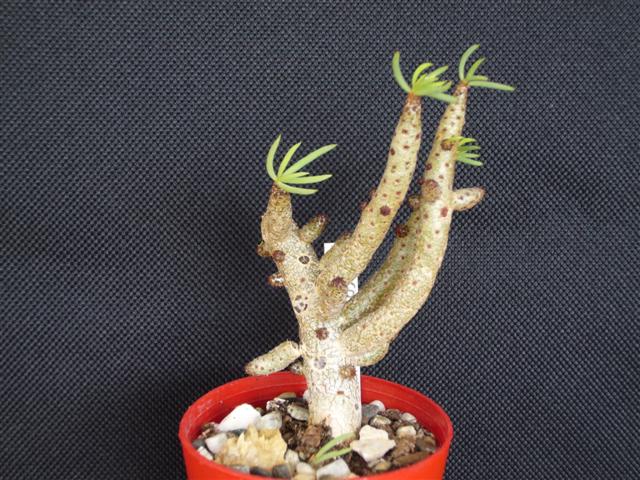 Tylecodon buchholzianus 